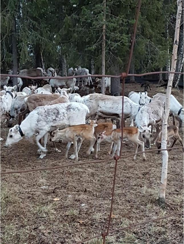 فيلا Luppokumpu Kuivasalmi المظهر الخارجي الصورة